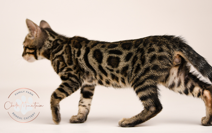 Bengal kitten for sale